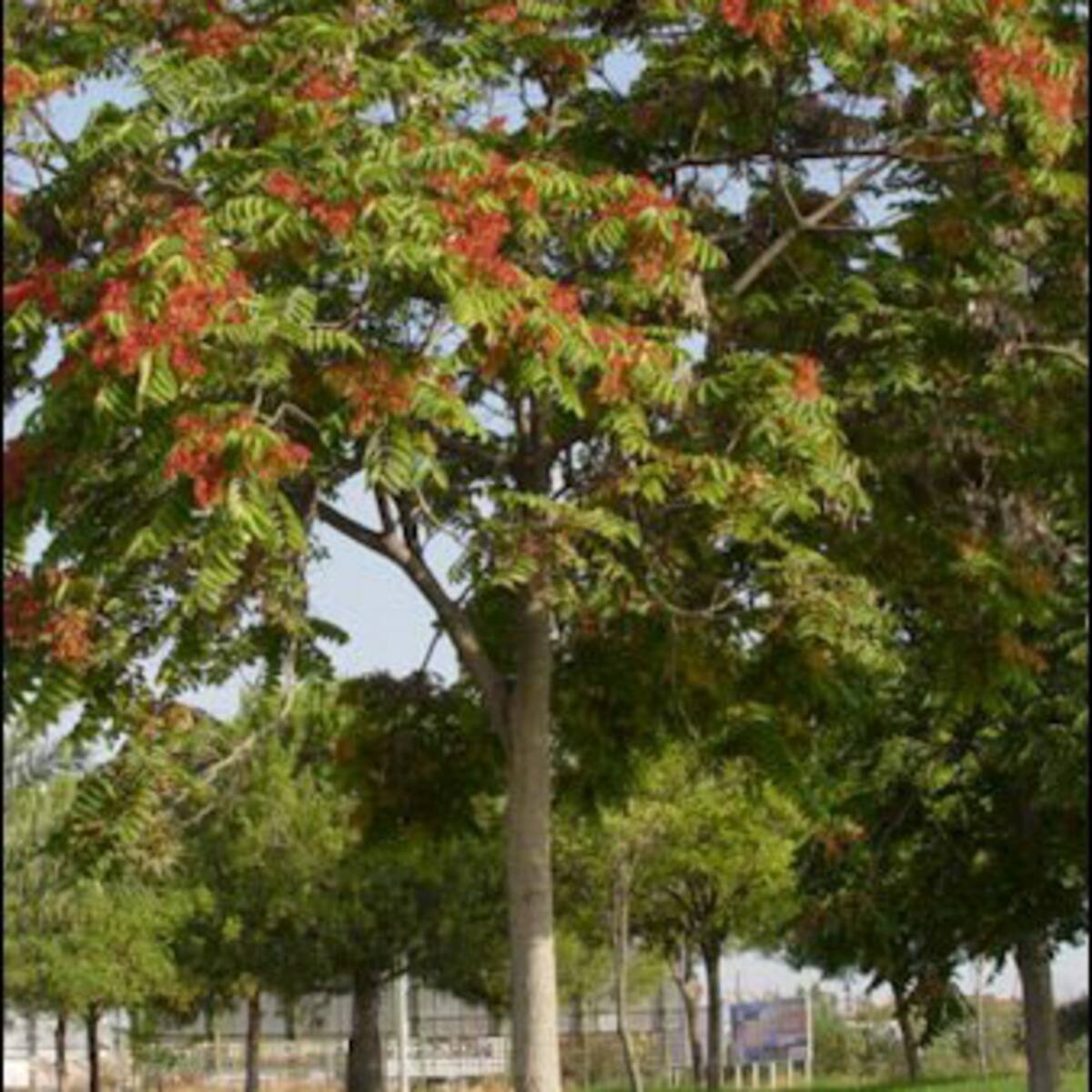 Manzanares El Real pide ayuda a los vecinos para acabar con un árbol exótico invasor