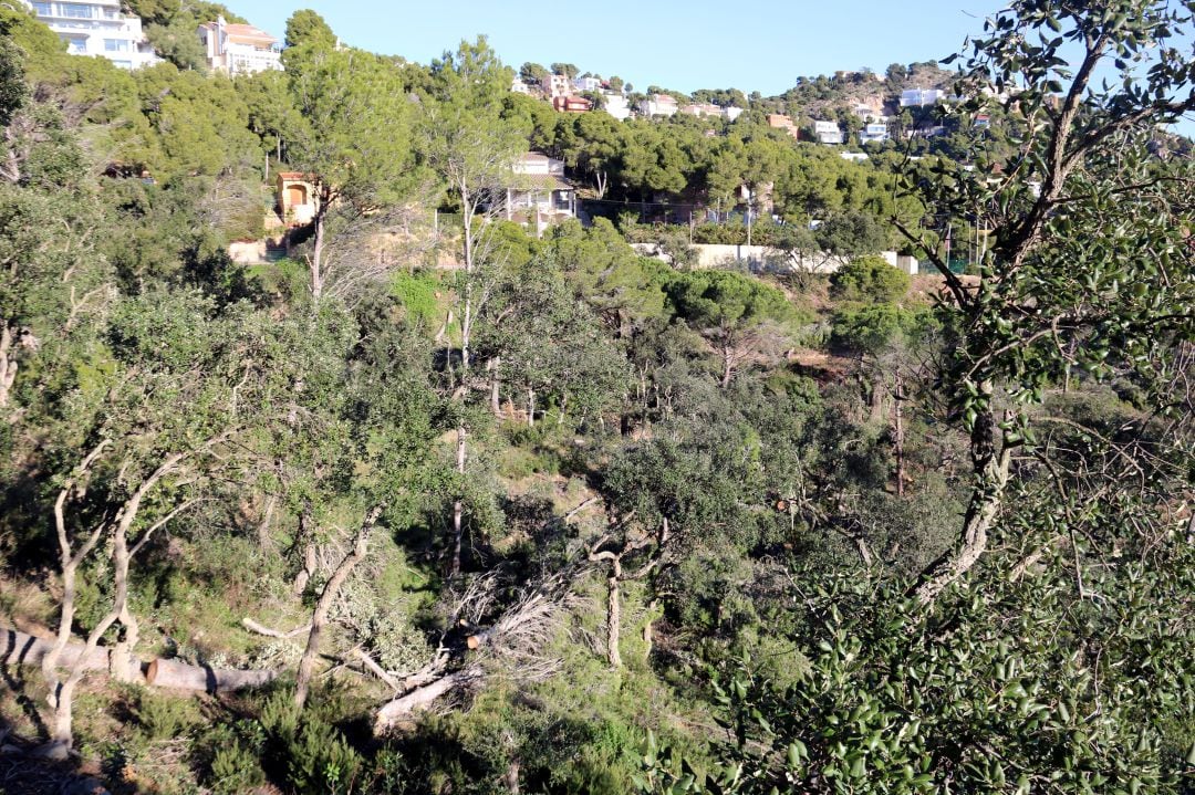 El tall d'arbres a la zona on es vol fer la promoció