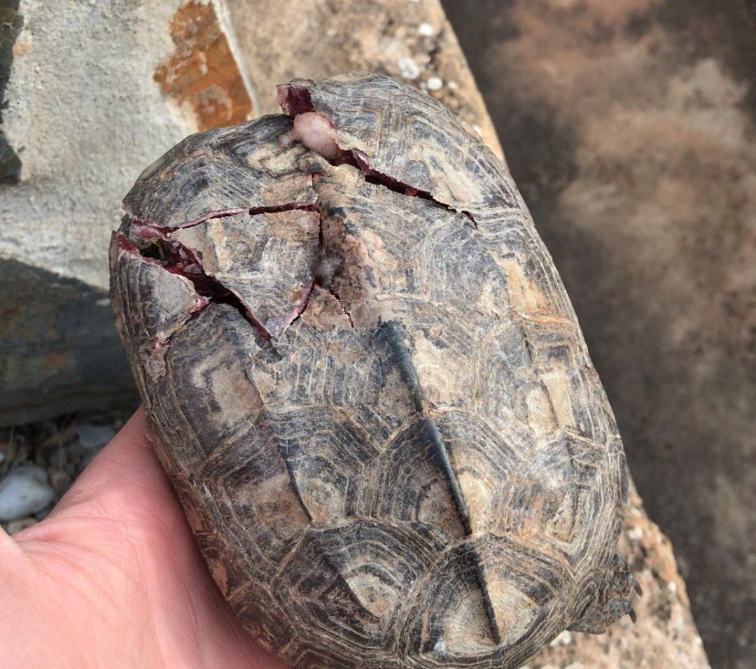 Tortuga atropellada por un vehículo