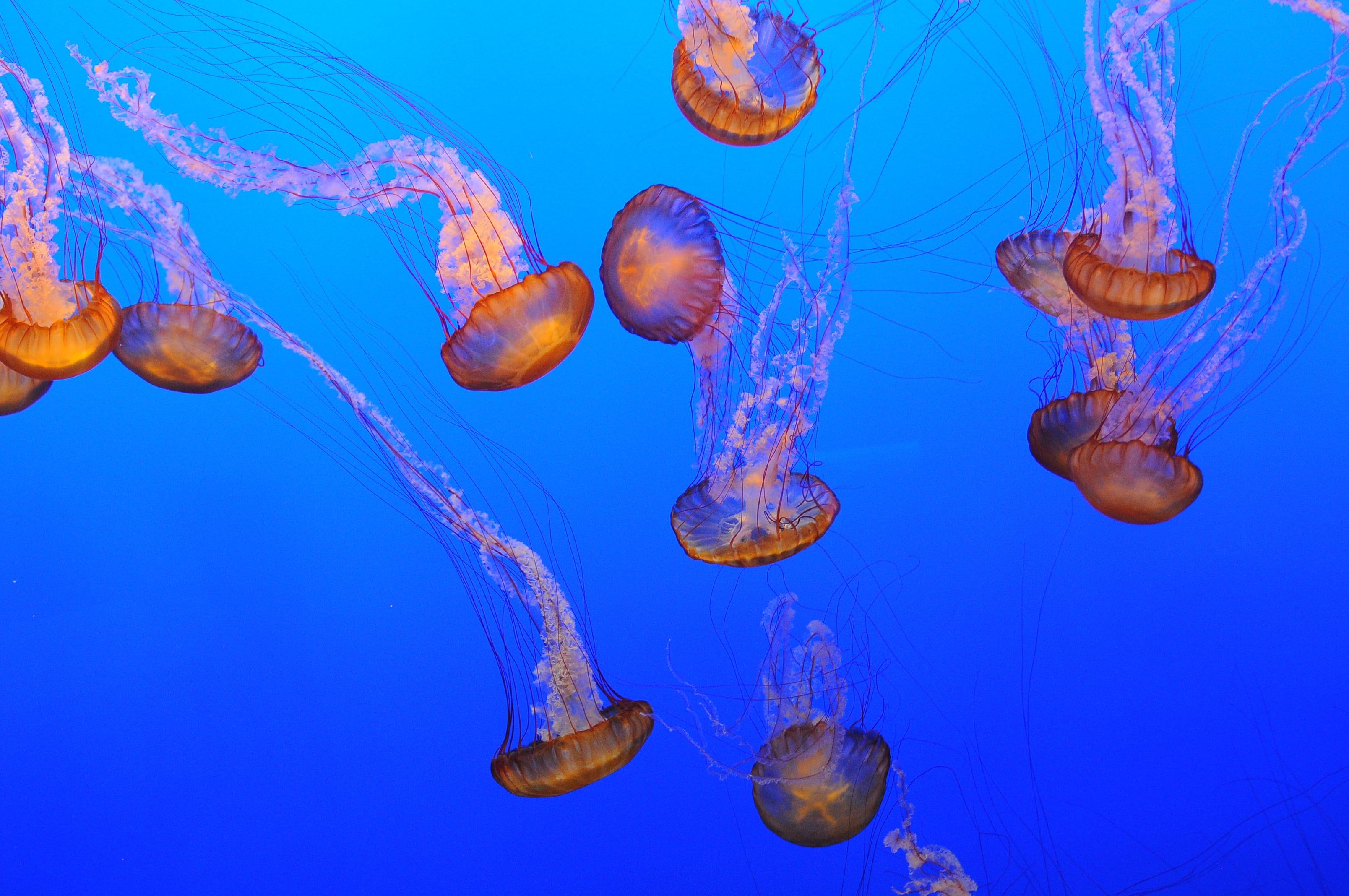 Mario Roche, conservador del Oceanogràfic, señala que las elevadas temperaturas que está registrando el mar son la principal causa de la mayor presencia de medusas