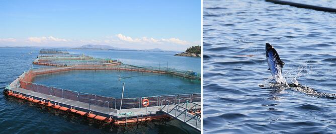 Las granjas de la piscifactoría familiar Blom, en Rong, (izquierda) y un salmón saltando en una de ellas (derecha)