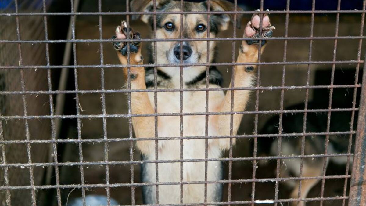 La Protectora de Animales de Palencia constata que ha habido 11 abandonos en las últimas semanas
