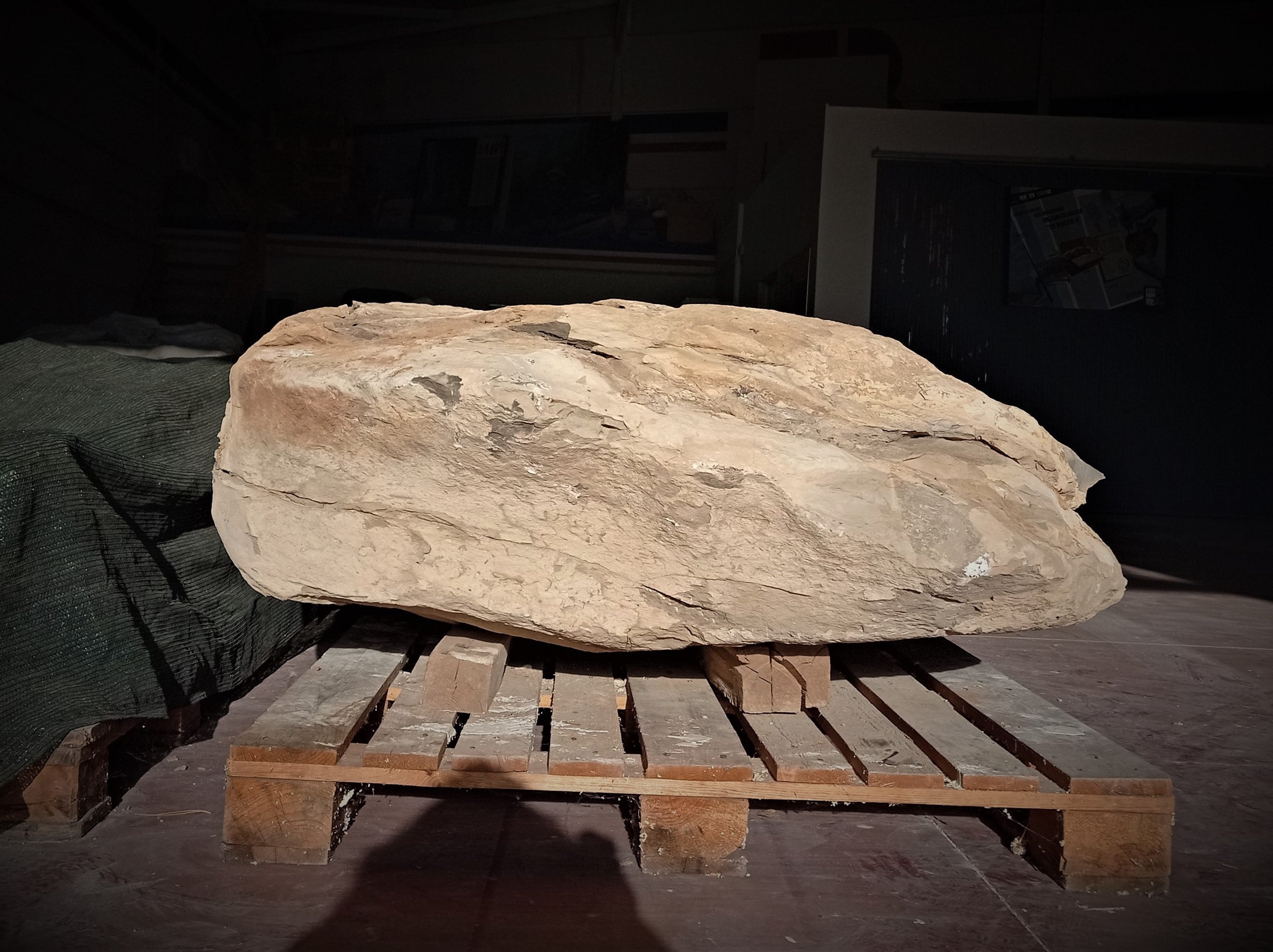 Gran bloque de roca caliza, de varias toneladas de peso, que contiene restos óseos de un posible dinosaurio del Cretácico Inferior, depositado en el Museo Paleontológico de Castilla-La Mancha (MUPA) en Cuenca.