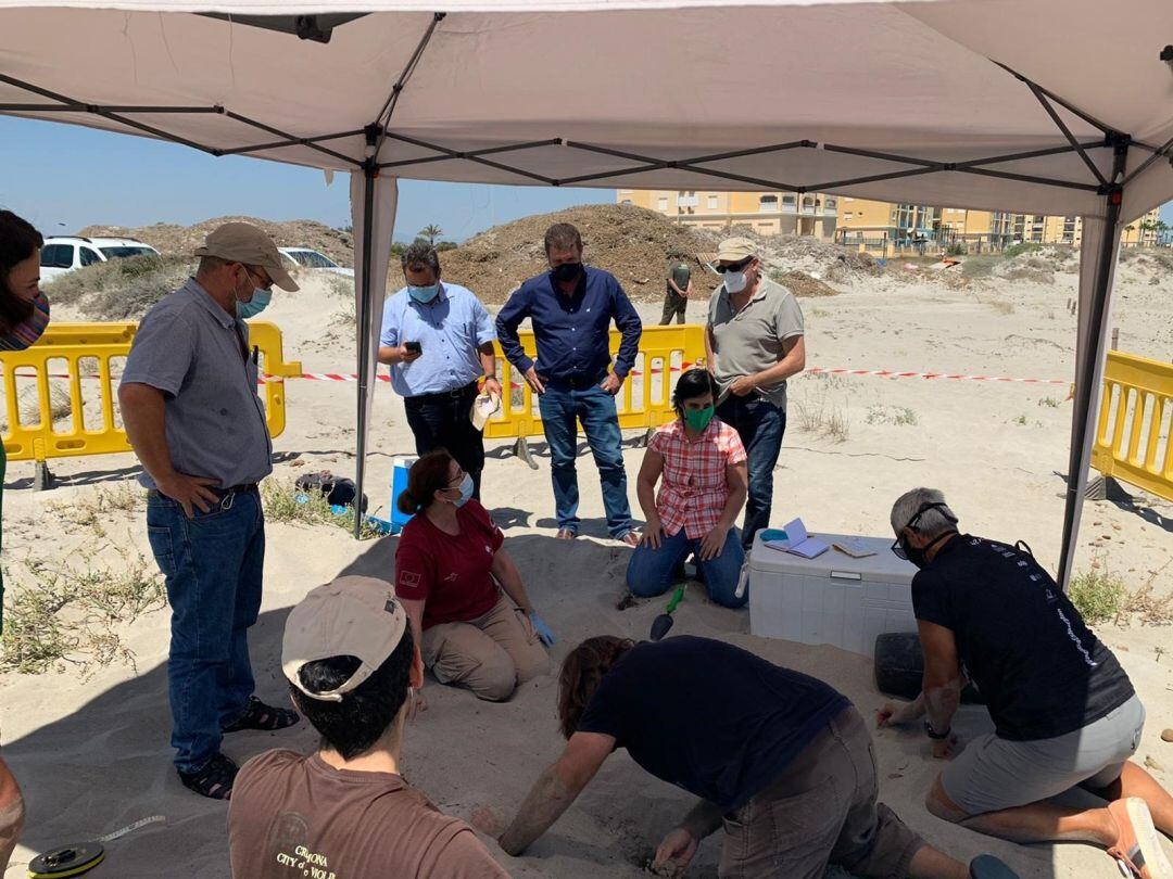 Medio Natural confirma la exitosa puesta de 100 huevos de tortuga boba en una playa de La Manga