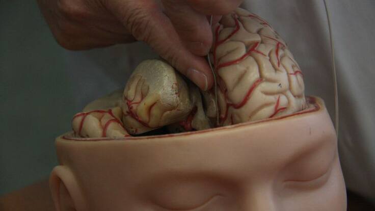 L'ESTRÉS FA PERDRE MEMÒRIA: LESIONA LES NEURONES FINS AL PUNT DE MATAR-LES