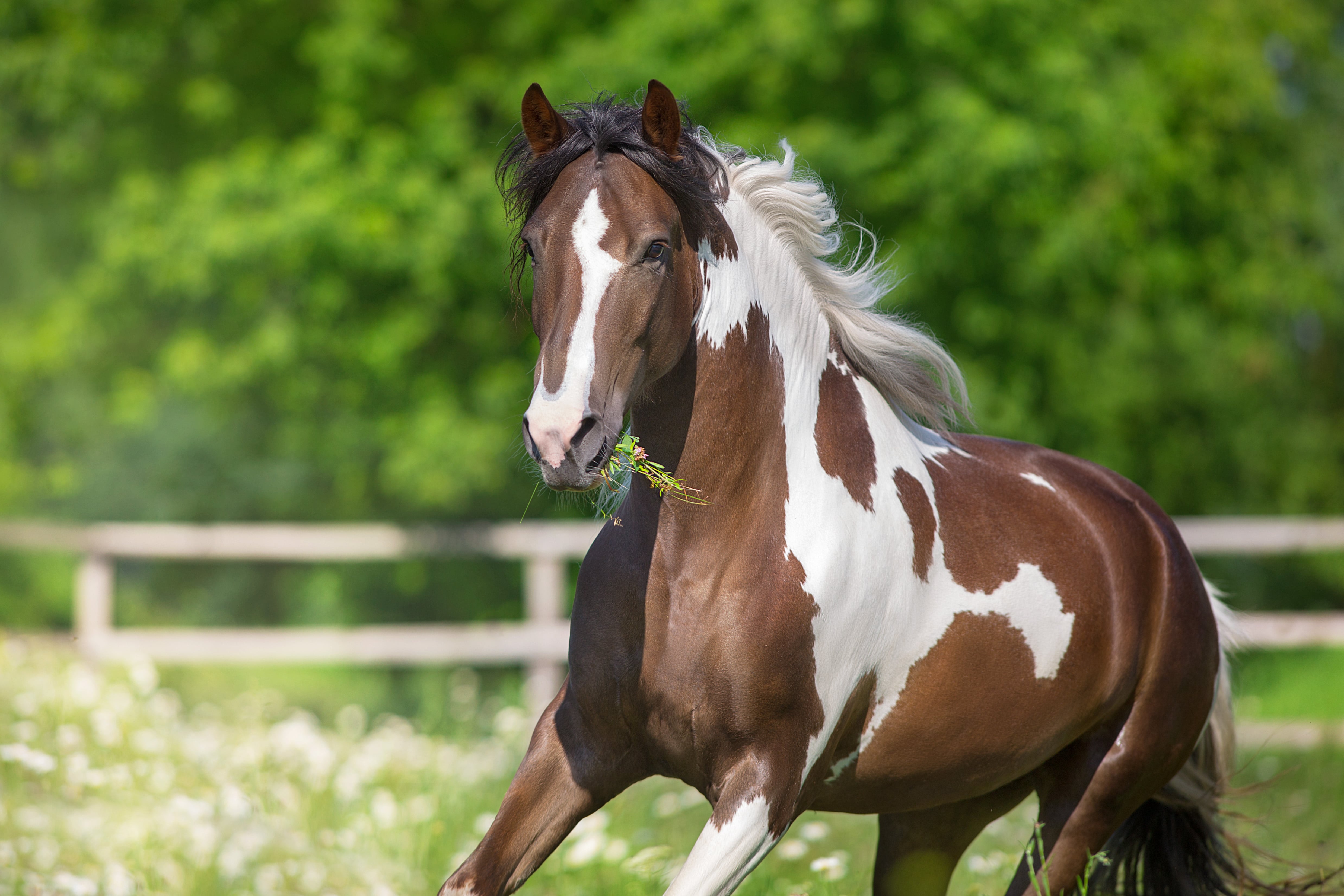 Los caballos toman Valdemoro este sábado