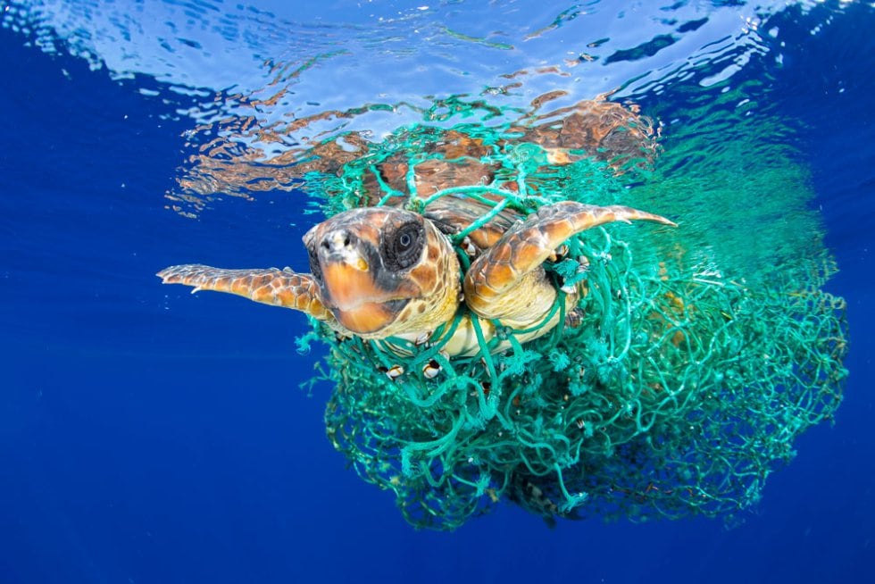 &#039;Caretta caretta&#039; atrapada. Una tortuga boba se enreda en una red de pesca abandonada, frente a la costa de Tenerife, Islas Canarias, en el noreste del Océano Atlántico. La tortuga boba es clasificada como especie vulnerable a nivel mundial por la Unión I