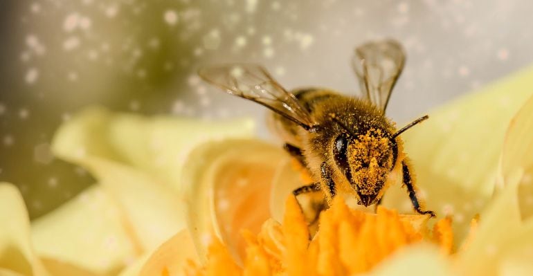 Abeja polinizando 