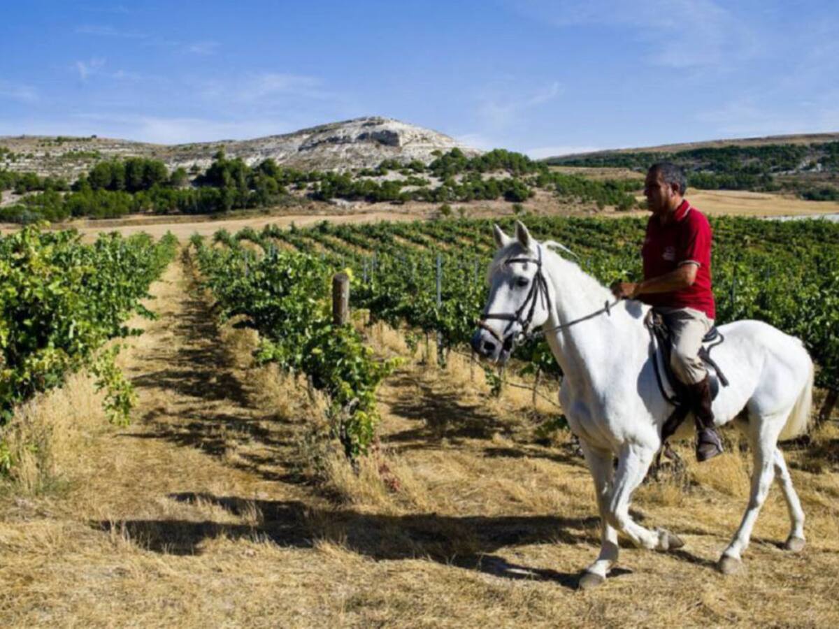 La Ruta del Vino obra un sentimiento de unidad en toda la Ribera