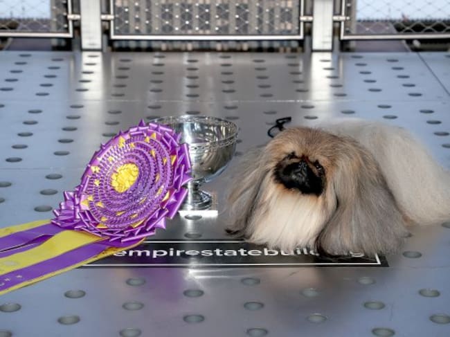 Wasabi ha conseguido el máximo galardón.