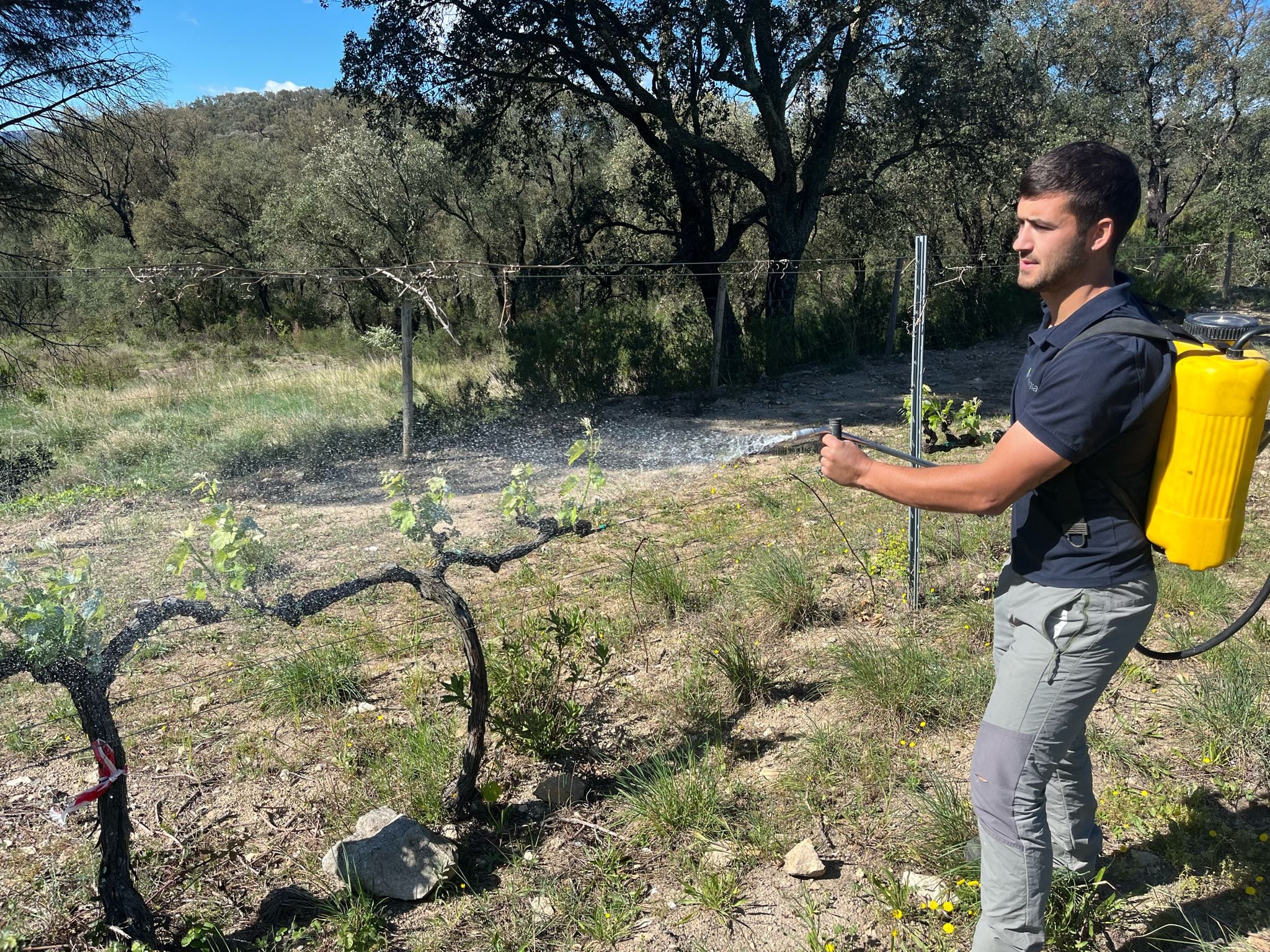 Les vinyes es ruixen amb un producte amb un gust i una olor que no agrada al cabirol.