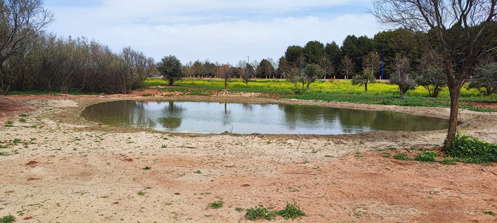 Charca de anfibios del Bosque de la Vida en Alcázar de San Juan. Fuente: Ayto Alcázar de San Juan