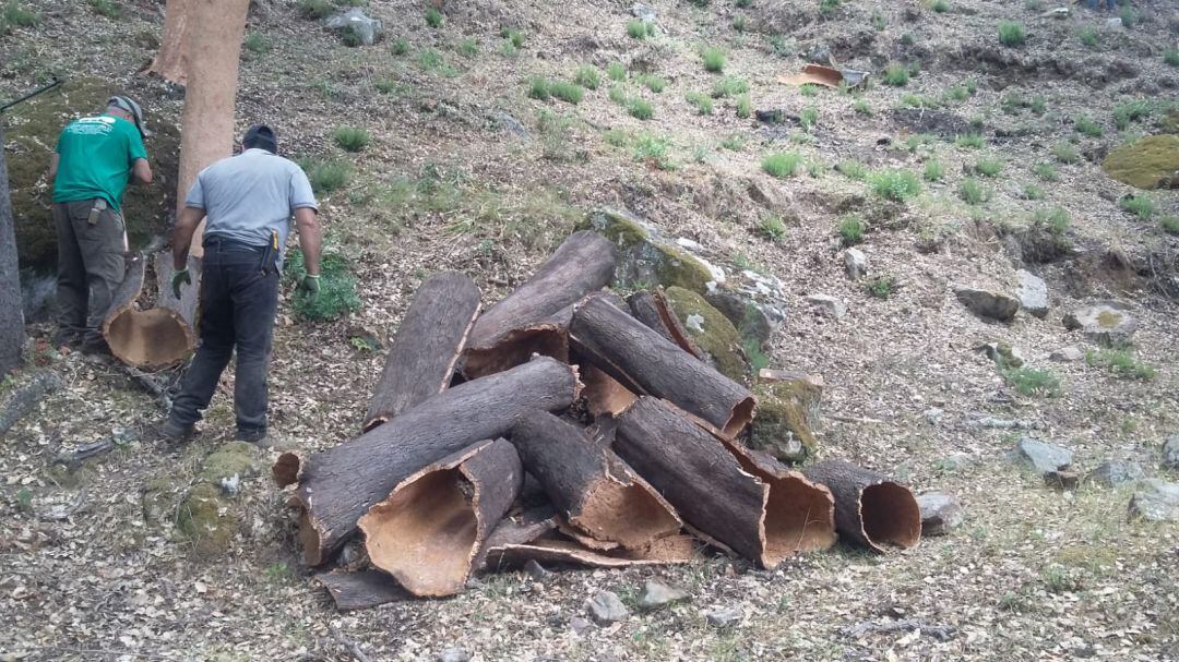 Empleados extraen corcho de un árbol