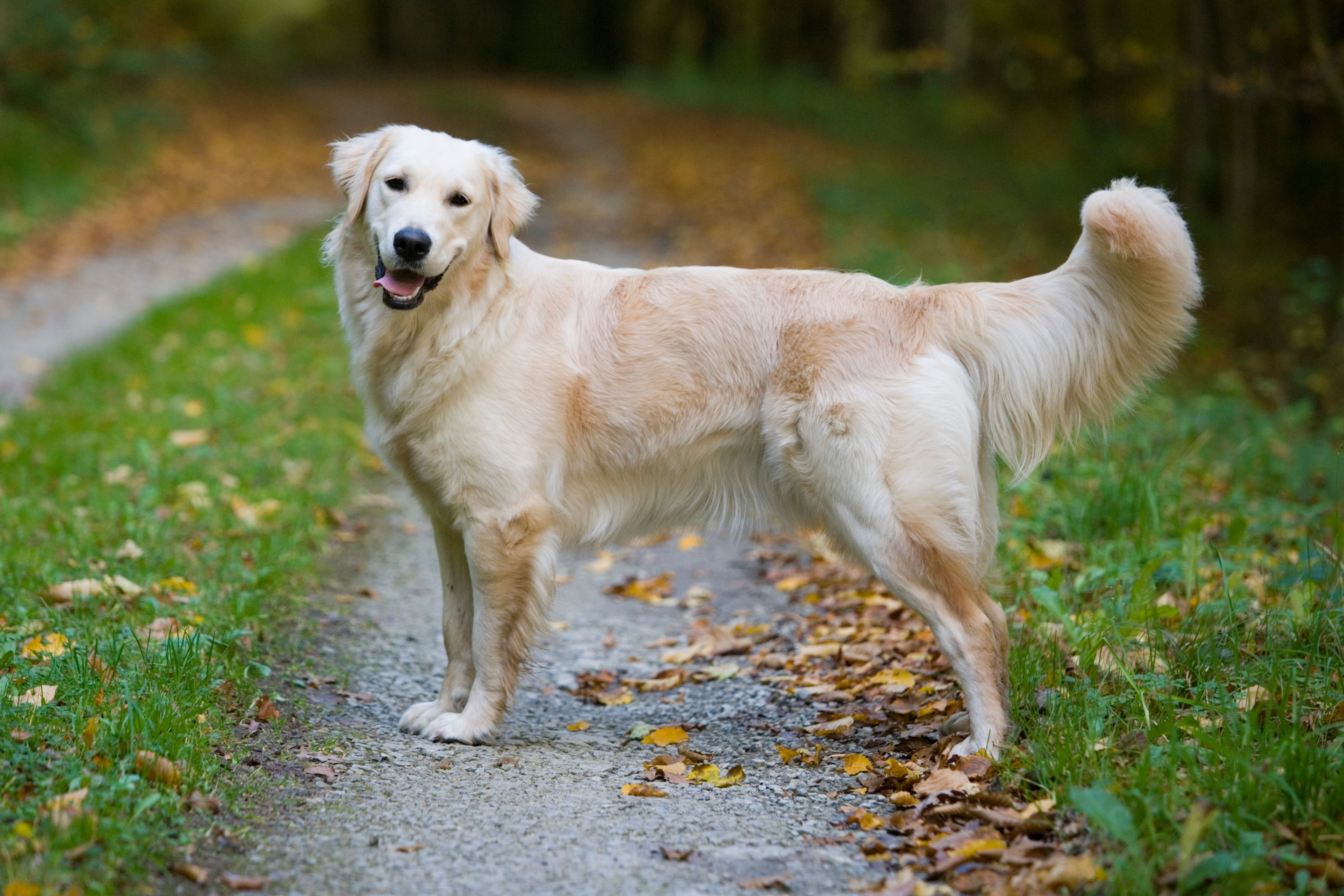 Un perro labrador.