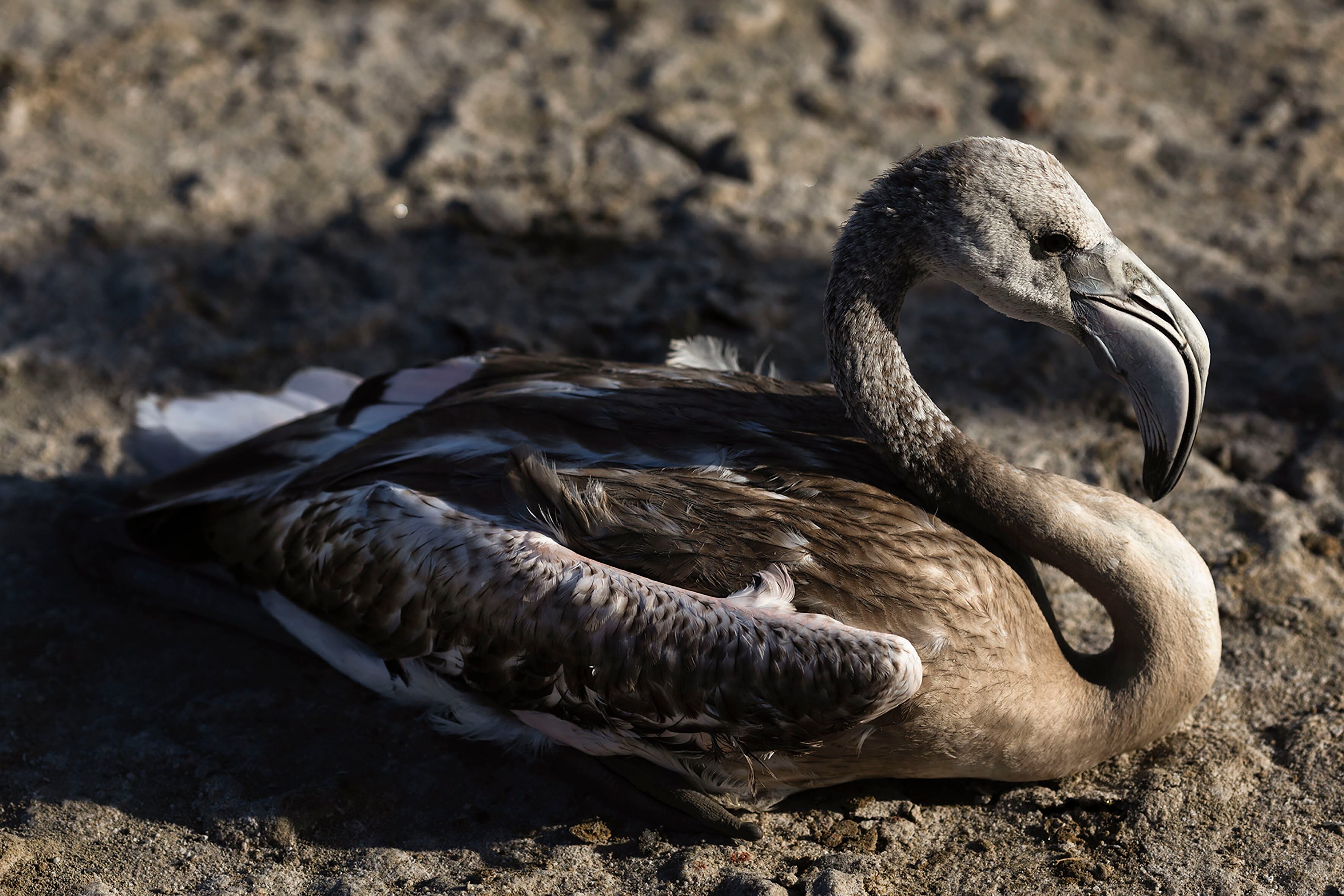 FUENTE DE PIEDRA (MÁLAGA), 09/08/2025.- Jornada de anillamiento de pollos de flamencos en la laguna Fuente de Piedra (Málaga), este sábado. EFE/Jorge Zapata
