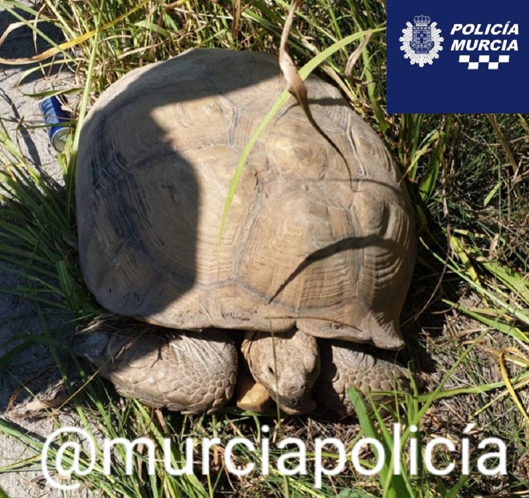 Encuentran una tortuga de Espolones natural de África en Javalí Viejo