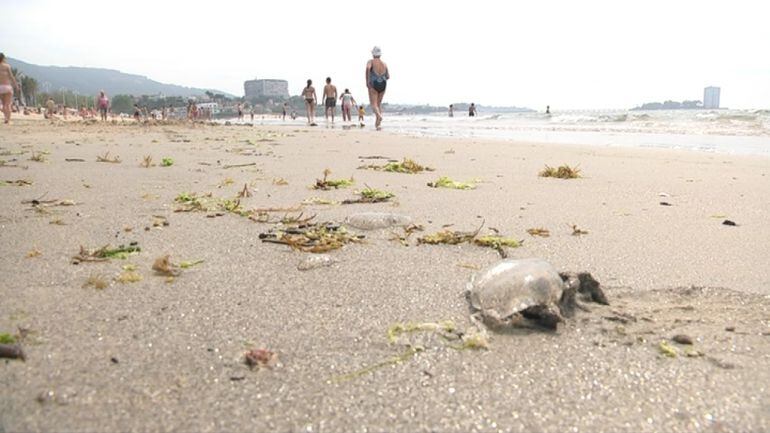 Invasion de medusas en las playas de Vigo y su Ría.