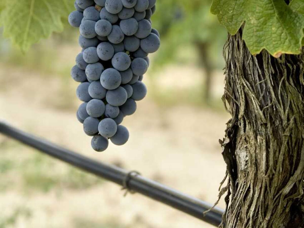 Abierto el plazo para la solicitud de subvenciones destinadas a la reestructuración y reconversión del viñedo