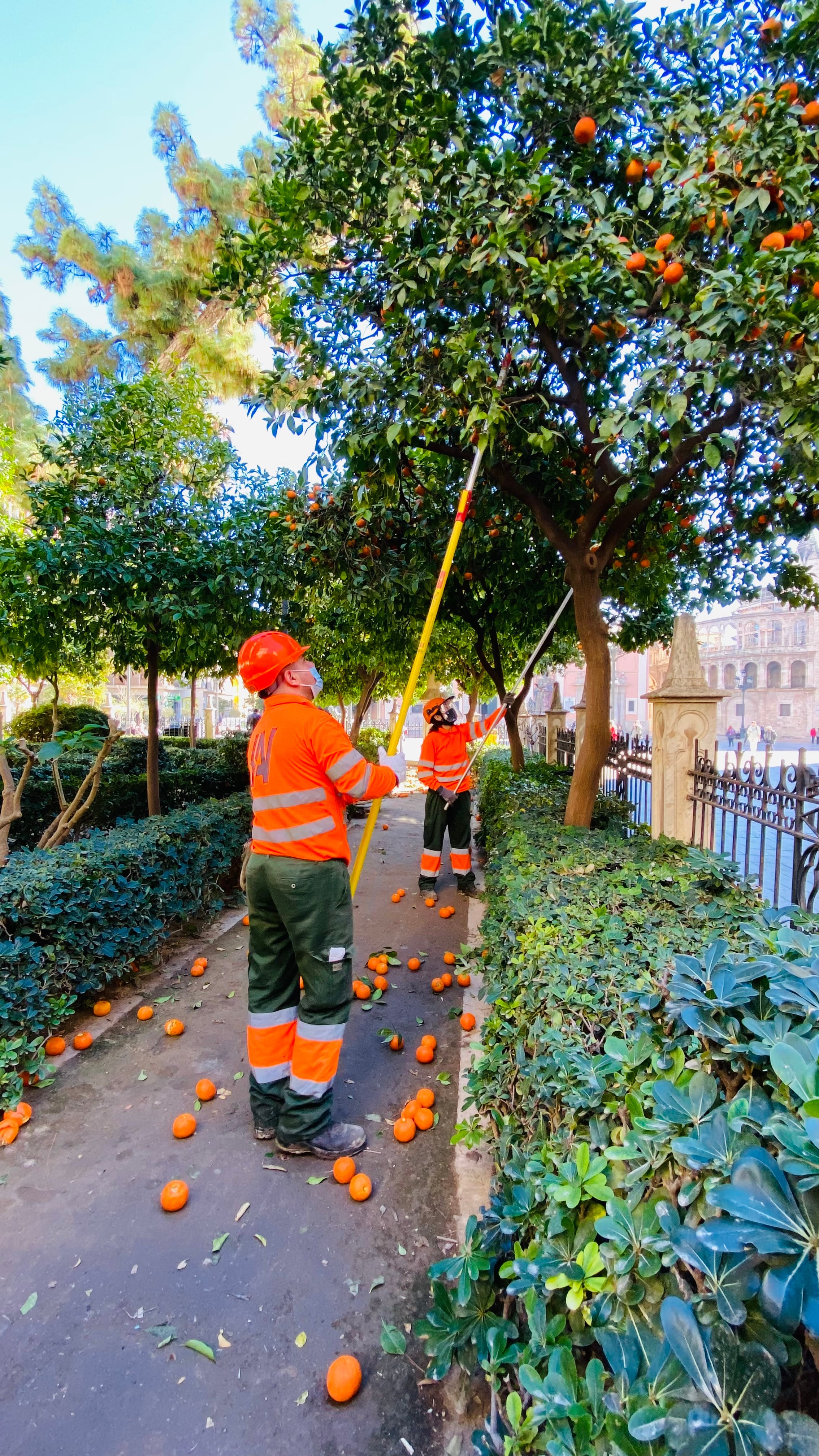 El Ayuntamiento de València ha actuado en el primer timestre de 2022 sobre 4.000 árboles de la ciudad y ha plantado 157 nuevos.