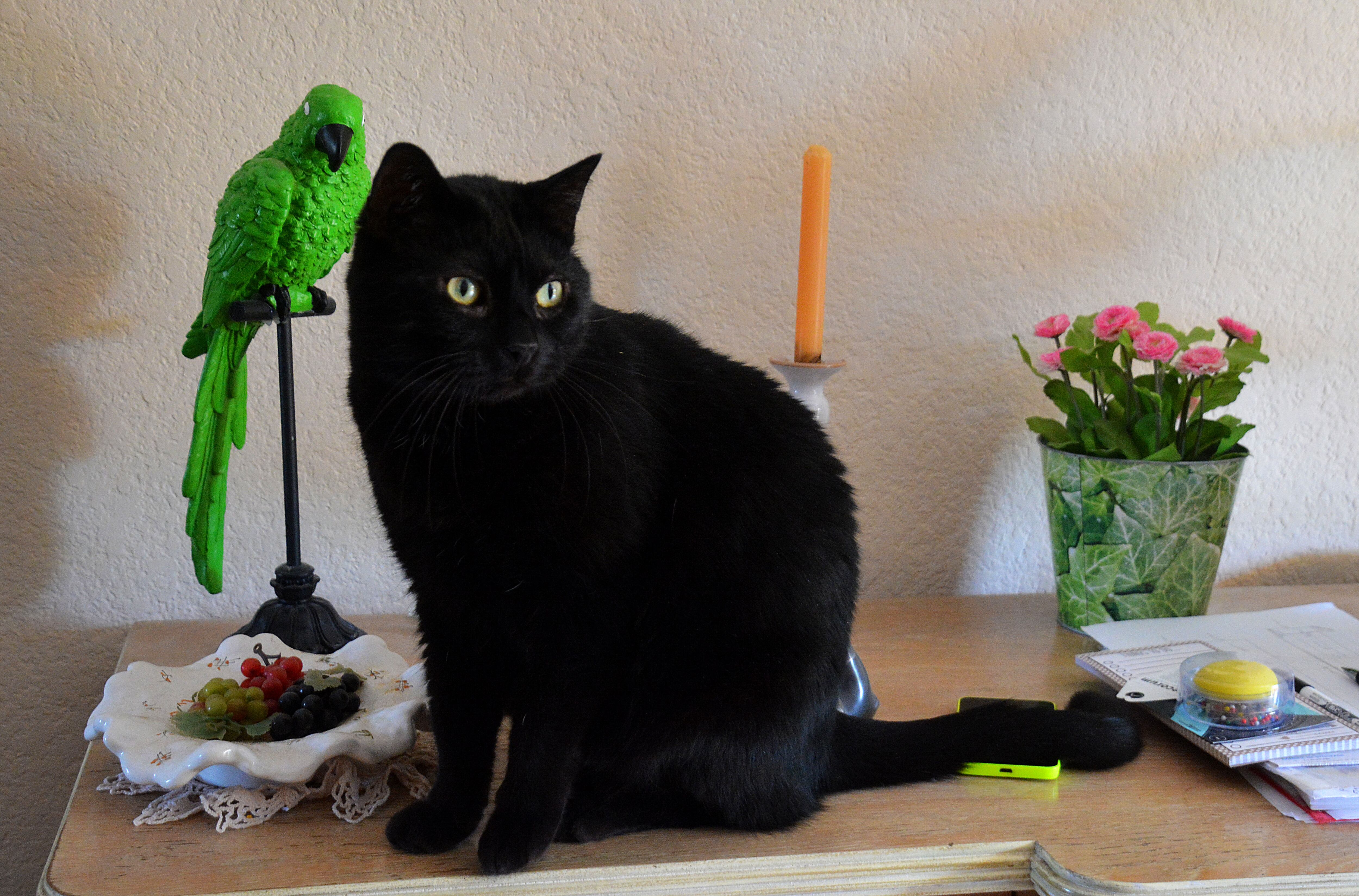 Imagen de archivo de un loro y un gato