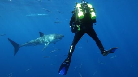 Un operador de cámara grabando a los tiburones para el documental &#039;Grandes Migraciones&#039;.