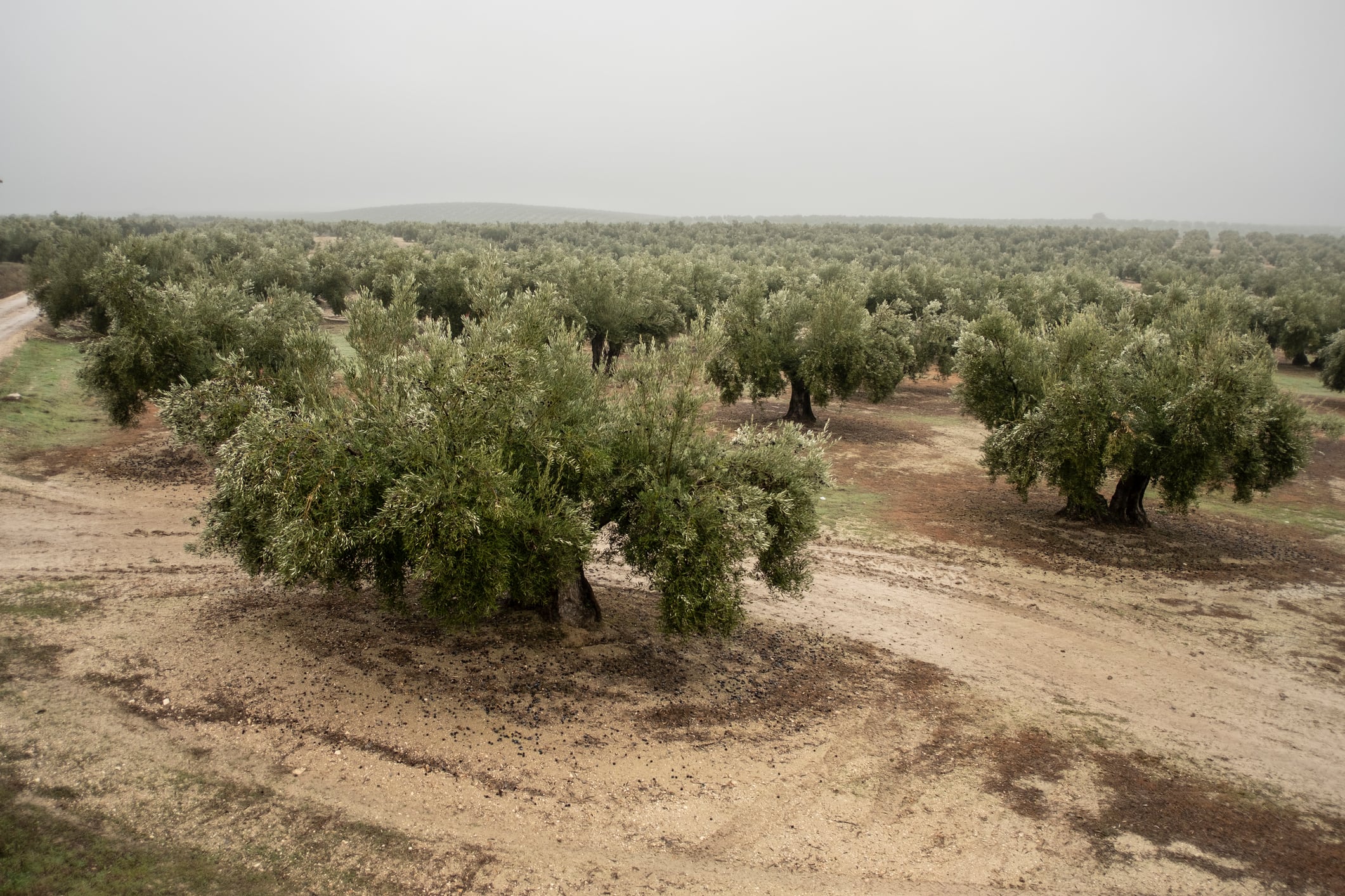 Plantación de olivares con el terreno húmedo tras la caída de lluvias en la zona