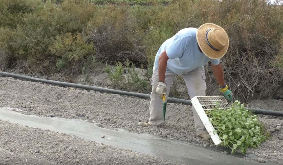 Un agricultor trabaja en el campo de Elche