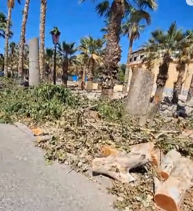 Tala de árboles en Lorca