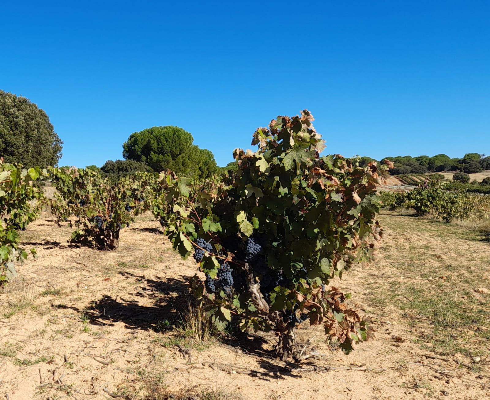 Viñedo de la Ribera del Duero listo para la vendimia 2023