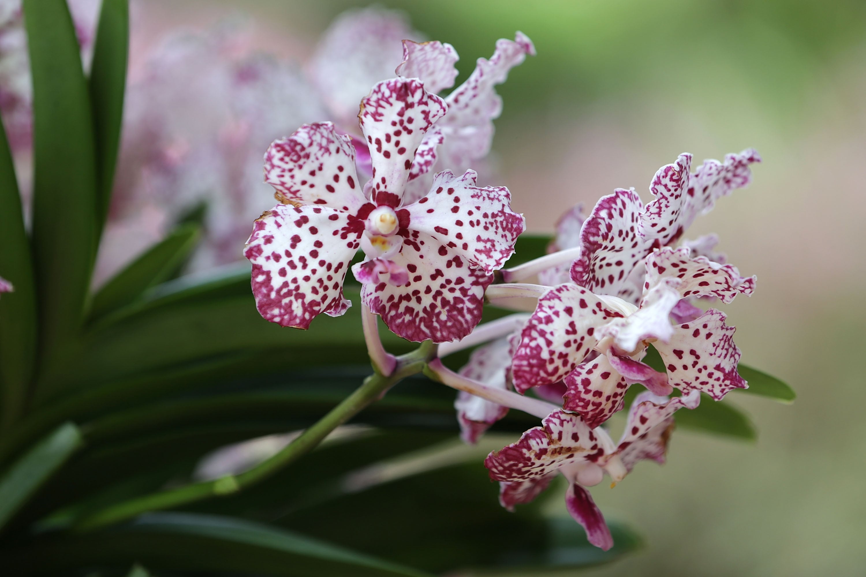 Orquídeas.