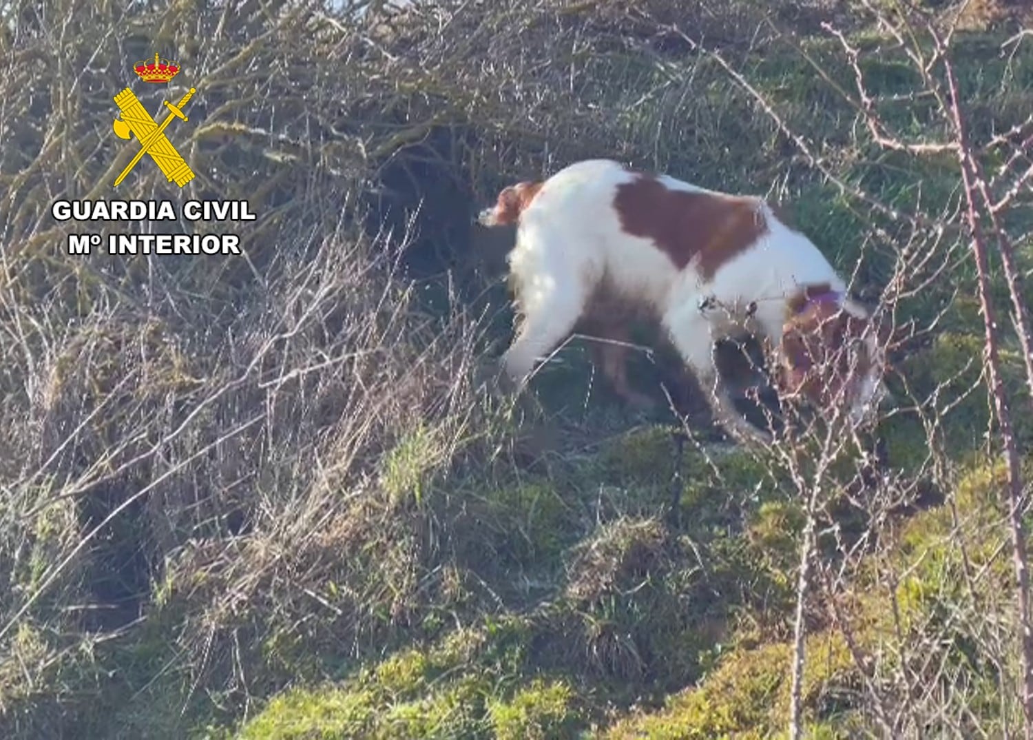 La Guardia Civil investiga a dos personas por cazar con perros en un terreno vedado cerca de Burgos