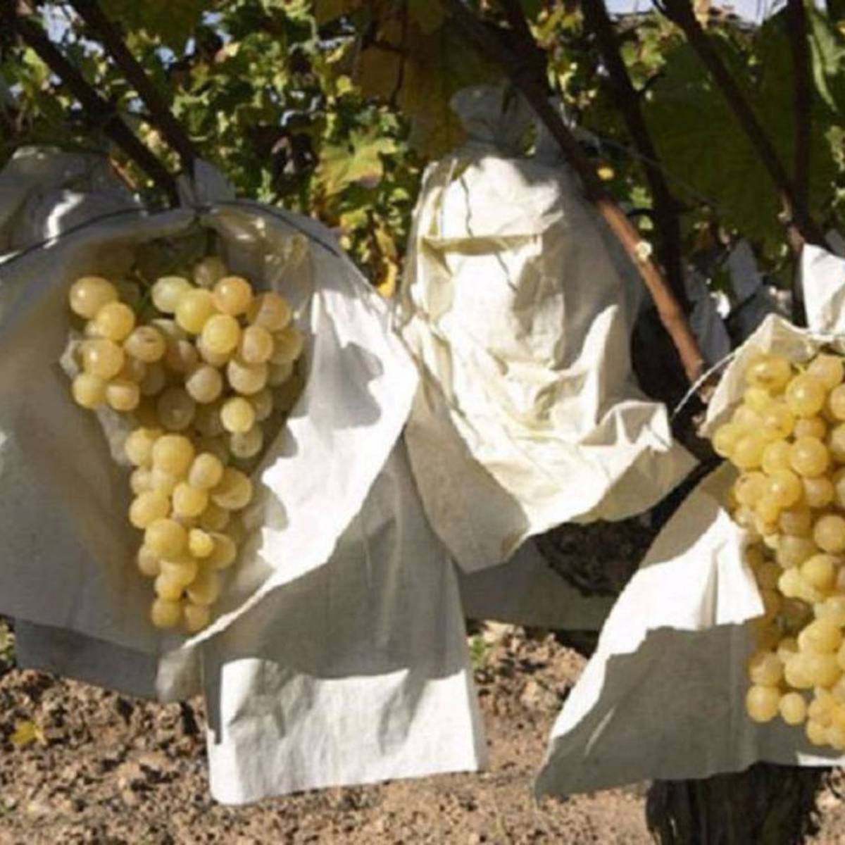 Uva de mesa embolsada del Vinalopó