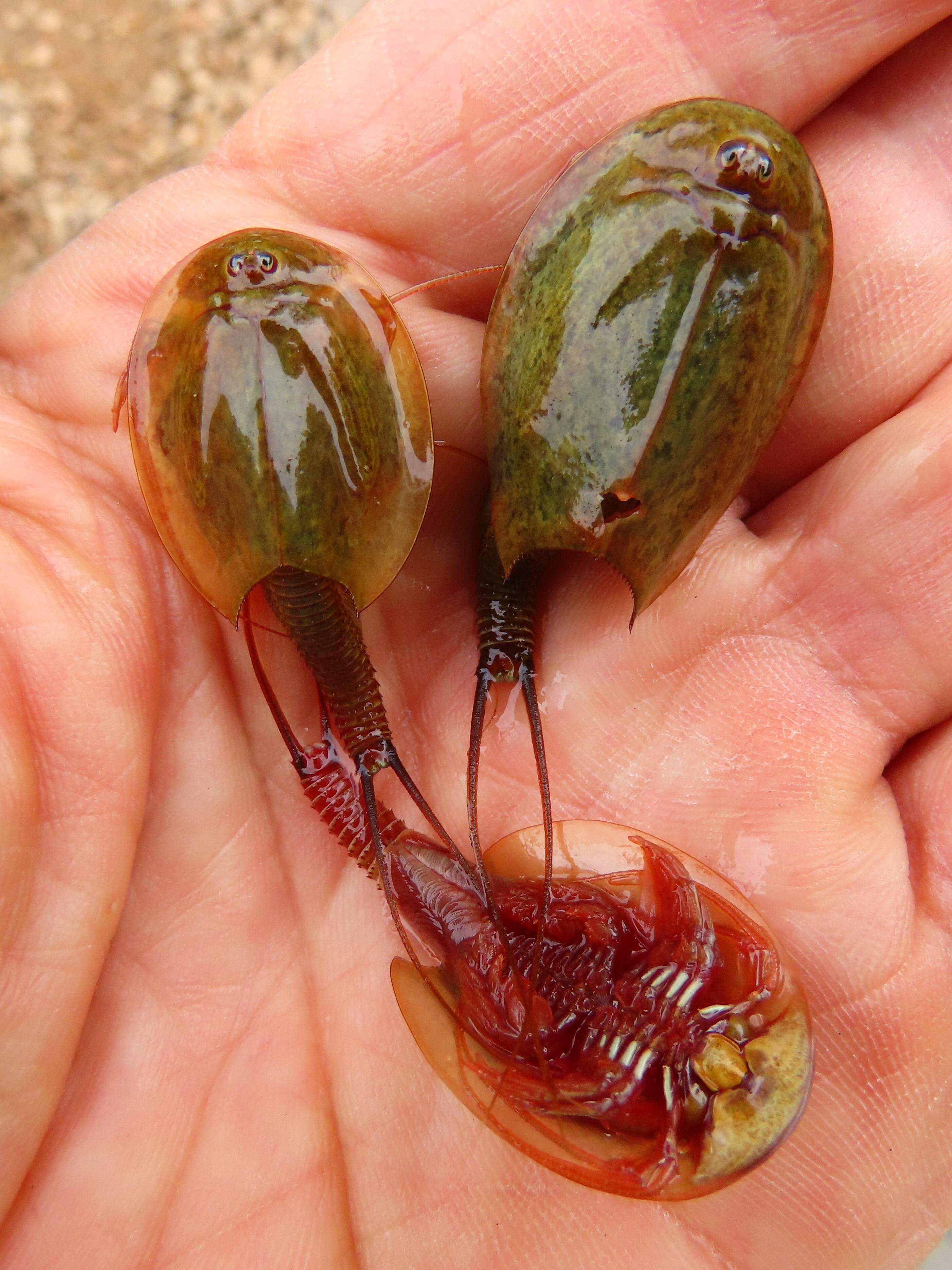 Medio Ambiente habilita en Alicante la primera charca para la preservación del Triops