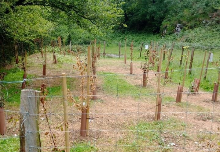 Estado en el que quedó la plantación