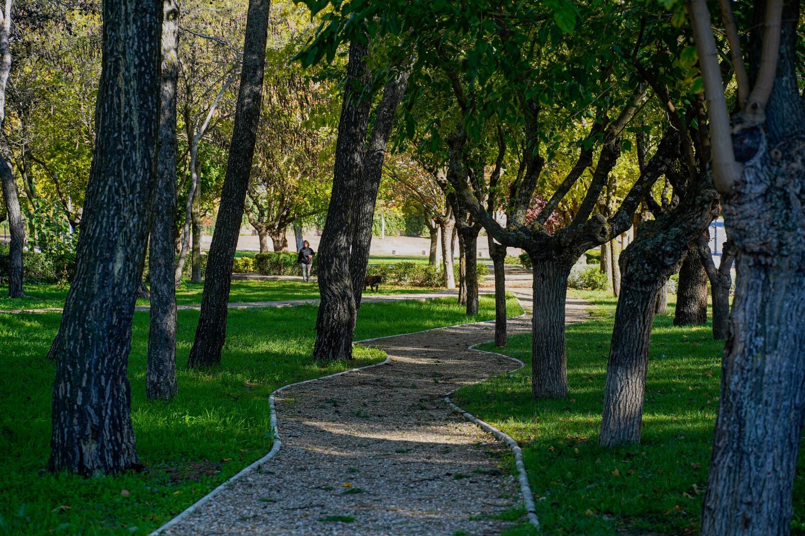 Importante zona de arbolado en el municipio de Colmenar Viejo