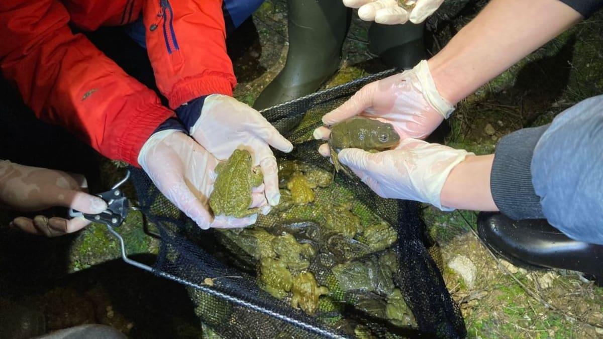 Antonio Martín, presidente de Iberozoa, nos habla del proyecto de anfibios que están realizando en Tres Cantos