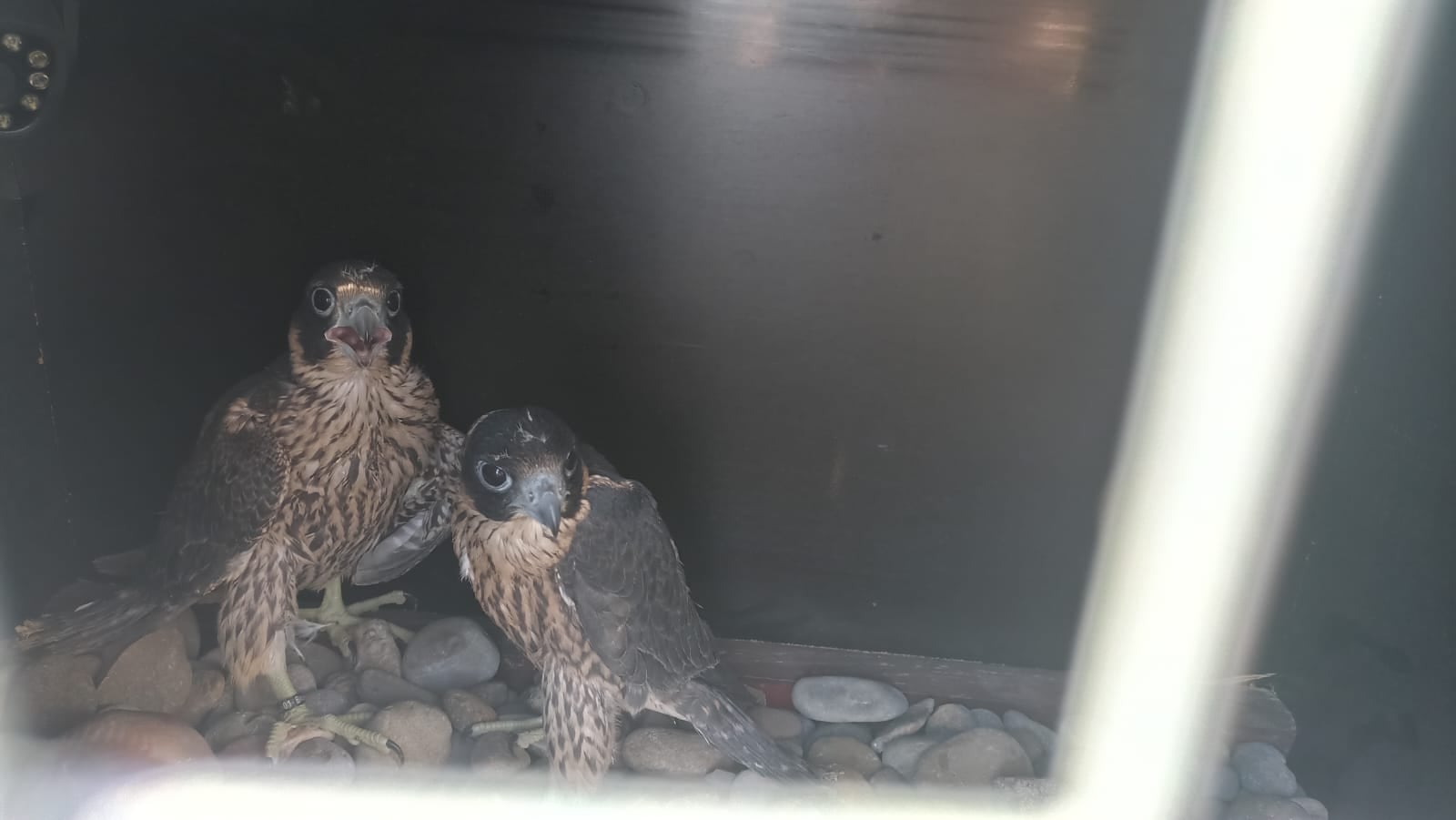 Pareja de Halcones en Binéfar