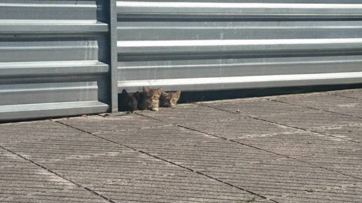 El Ayuntamiento de Oviedo investiga el sacrificio en la perrera de al menos 70 gatos