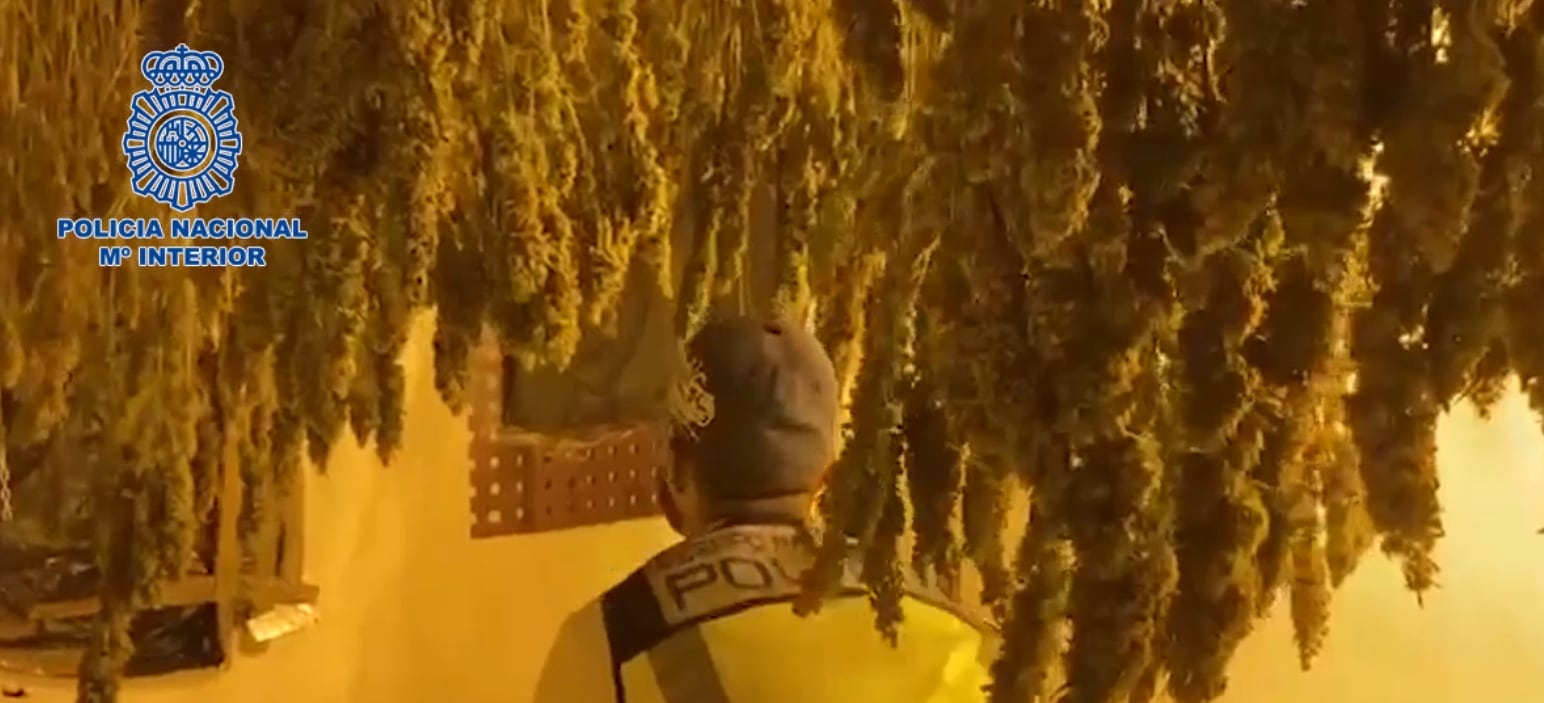 Plantación de marihuana en el interior de una vivienda en Alcantarilla (Murcia)