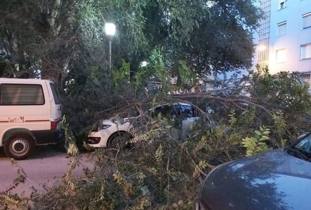 Imagen de la rama caída el pasado viernes