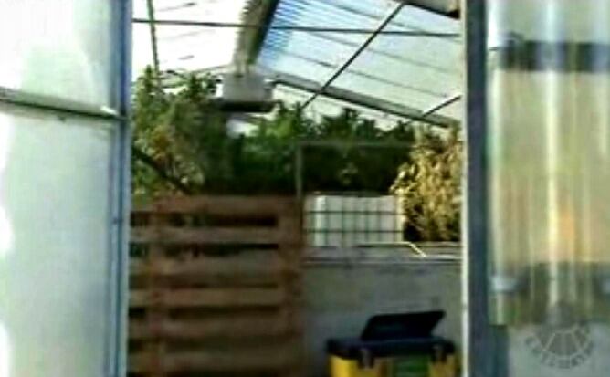 Imagendifundida por la Ertzaintza del invernadero de Zizurkil donde se encontraba la plantación