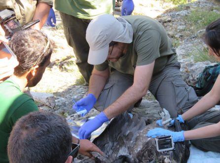 Veterinarios y técnicos de la Fundación Gypaetus proceden al marcaje del ejemplar tras haber realizado una inspección veterinaria