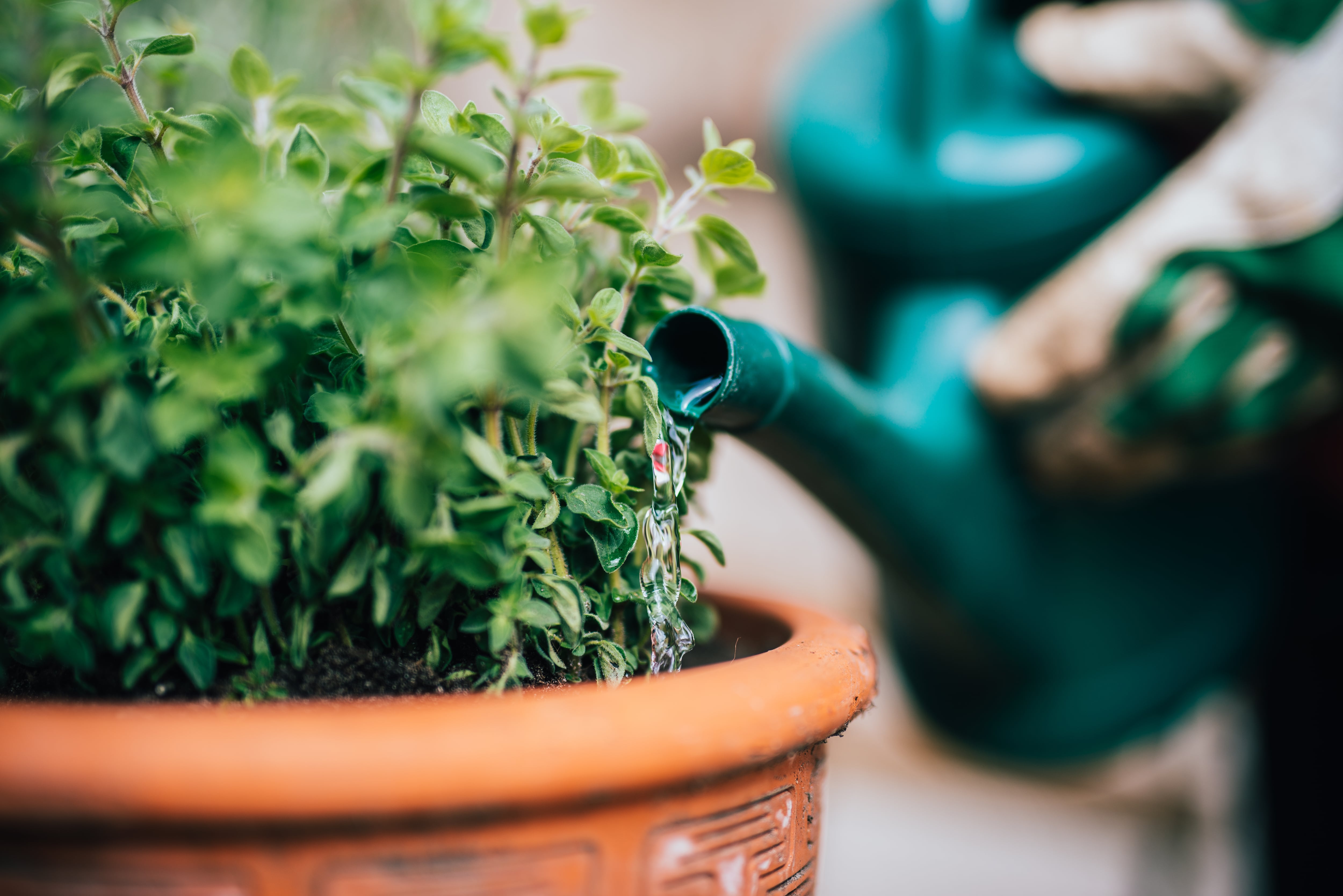 Cuidado de plantas