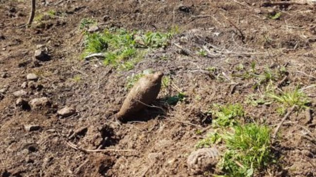 Imagen de uno de los dos artefactos hallados en la excursión por Akondia
