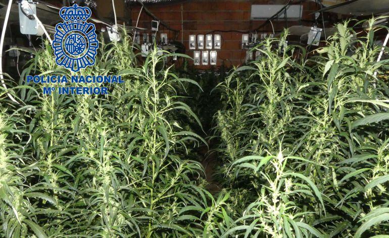 Plantación intervenida en Mérida