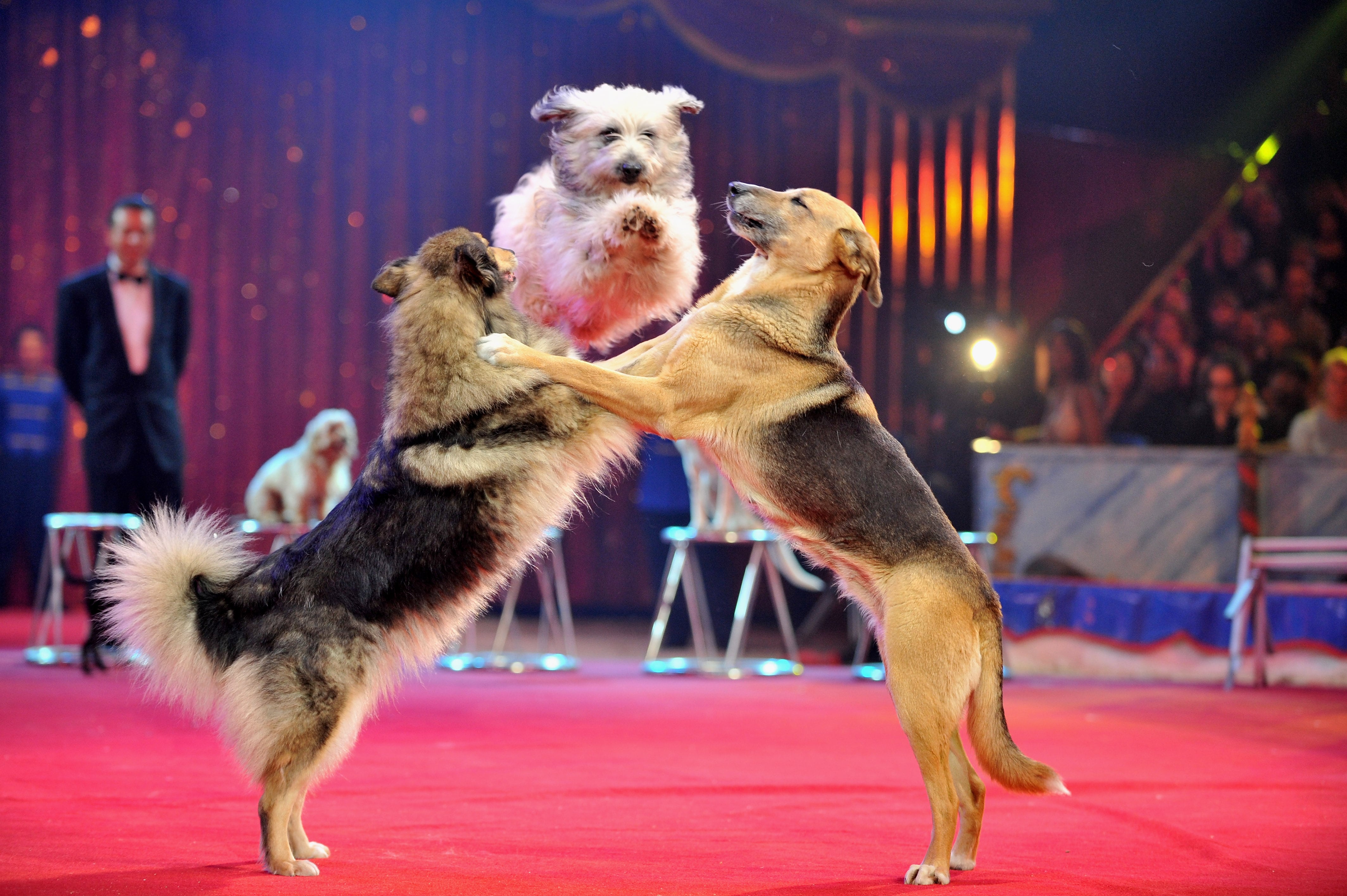 Espectáculo con perros en el Festival de Circo de Monte Carlo