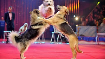 PP y Vox pactan que los circos con animales puedan volver a la Comunitat Valenciana