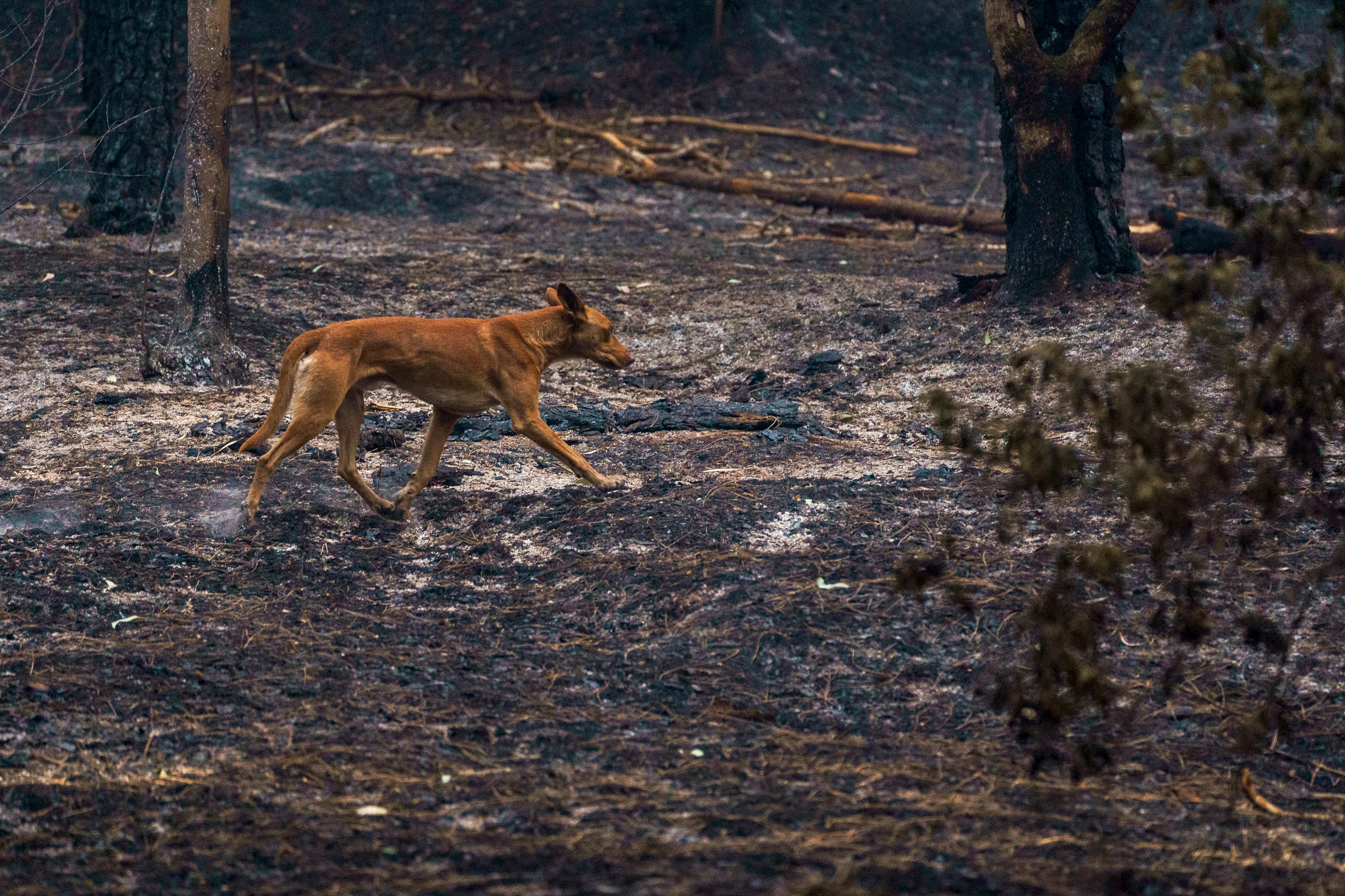 El bosque de Las Raíces, este martes en el municipio de El Rosario, quemado por el incendio forestal que afecta a la isla de Tenerife.