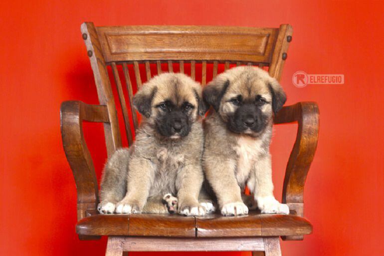 Dos cachorros de mastín abandonados