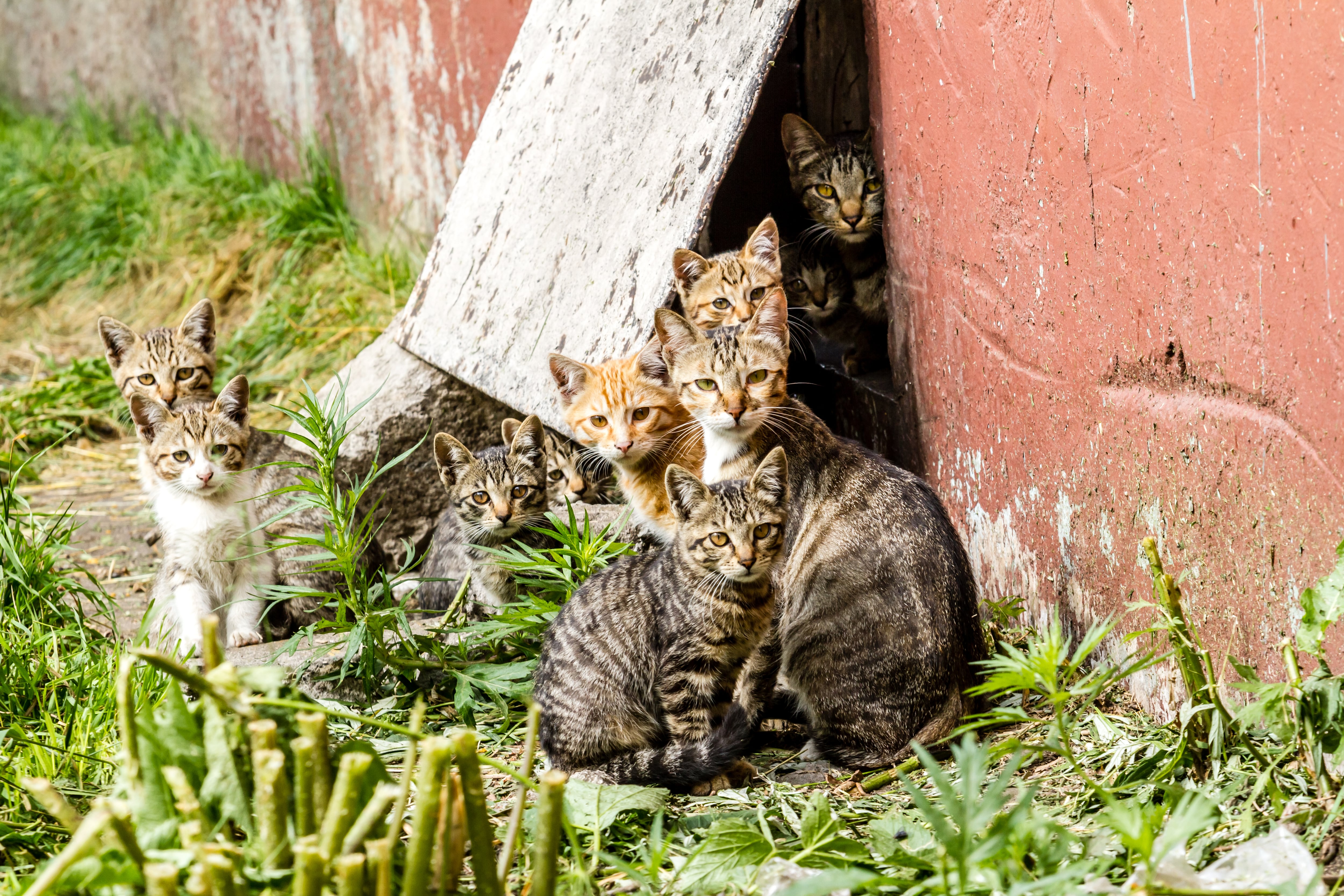 Large group of homeless kittens in a city street near the house
